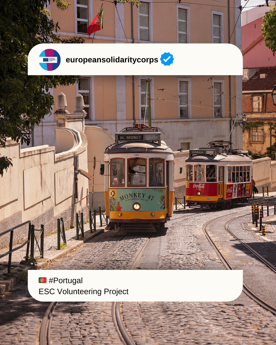 🐦 Volunteer in Portugal on an ESC Project Supporting Bird Conservation and Environmental Education 🌍📊 Fly into Action with SPEA! 🇵🇹