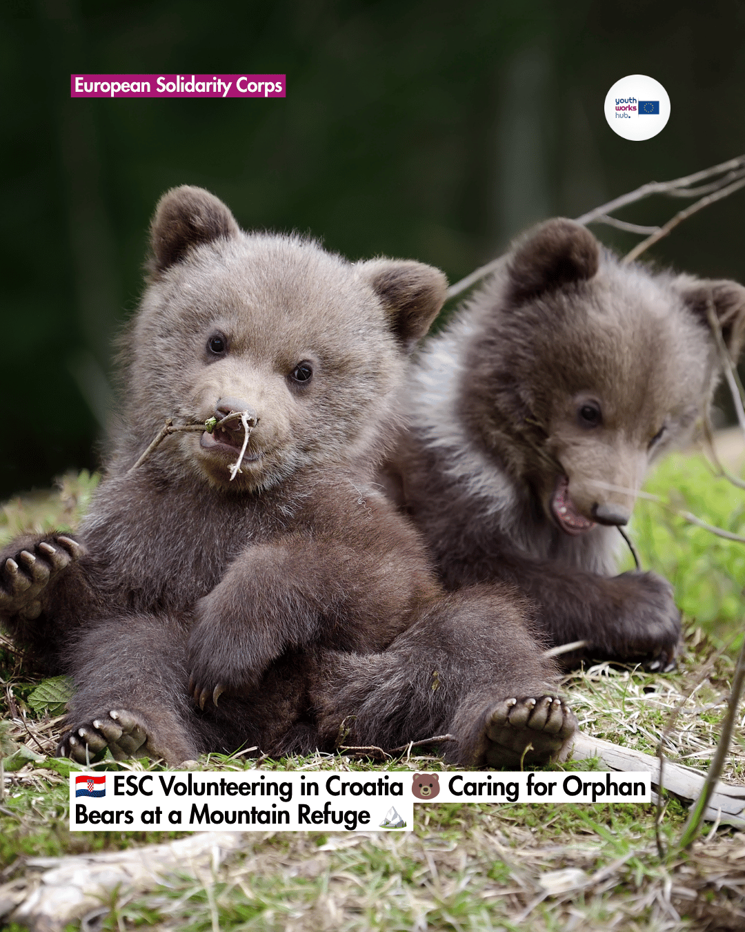 🇭🇷 ESC Volunteering in Croatia 🐻 Caring for Orphan Bears at a Mountain Refuge 🏔️