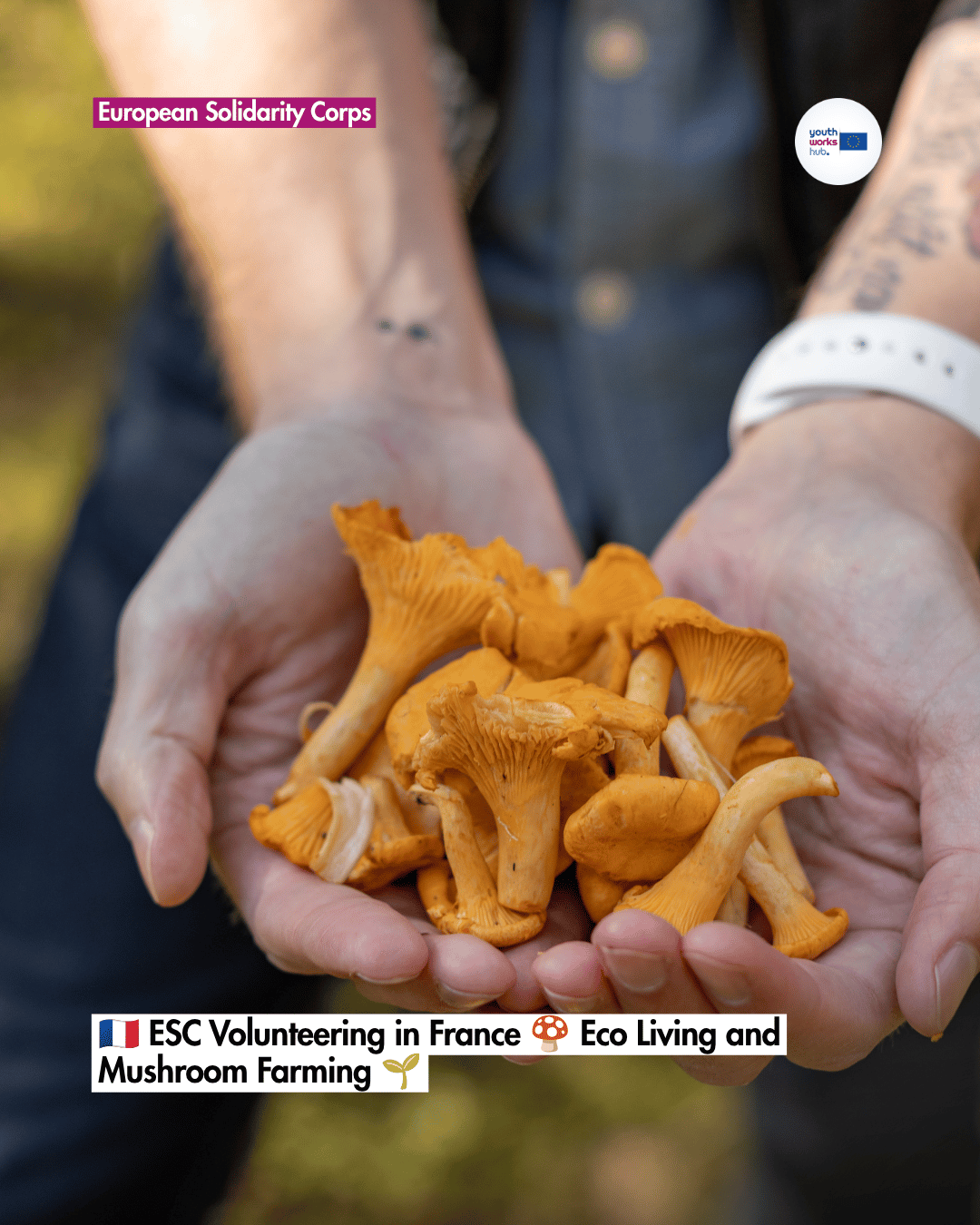 🇫🇷 ESC Volunteering in France 🍄 Eco Living and Mushroom Farming 🌱