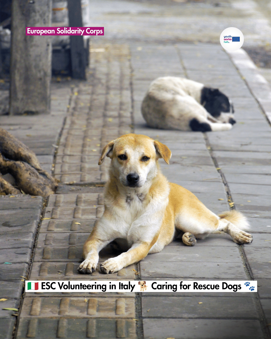 🇮🇹 ESC Volunteering in Italy 🐕 Caring for Rescue Dogs 🐾