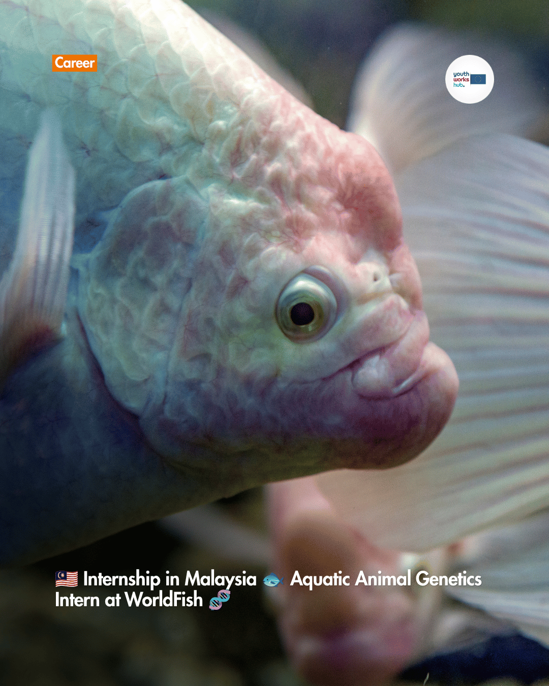 🇲🇾 Internship in Malaysia 🐟 Aquatic Animal Genetics Intern at WorldFish 🧬