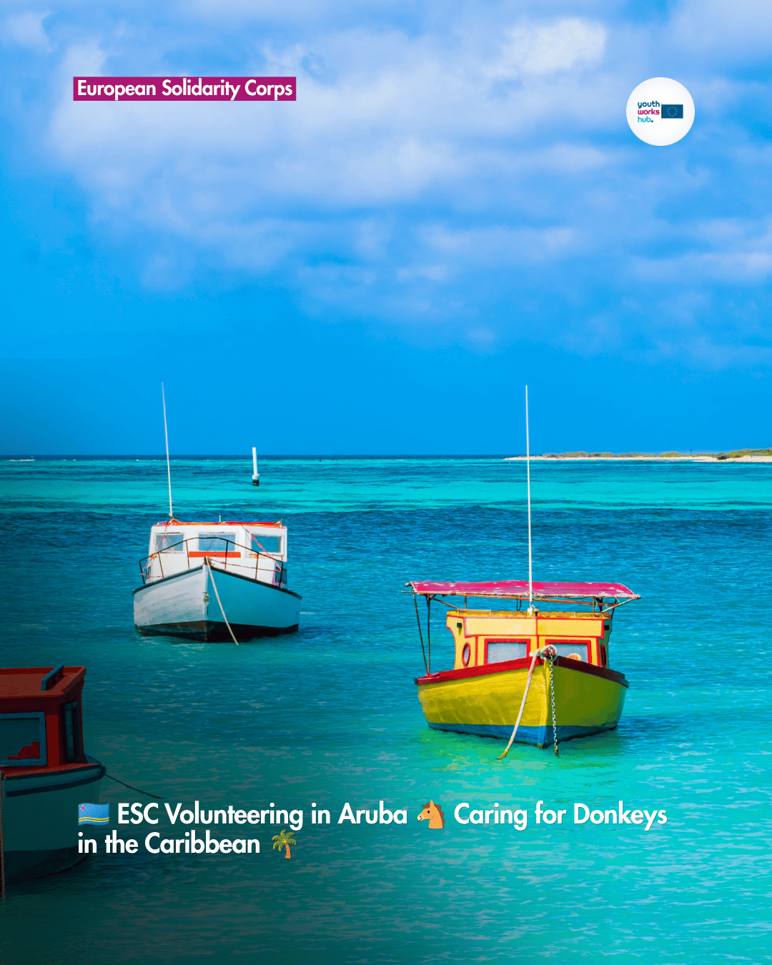 🇦🇼 ESC Volunteering in Aruba 🐴 Caring for Donkeys in the Caribbean 🌴