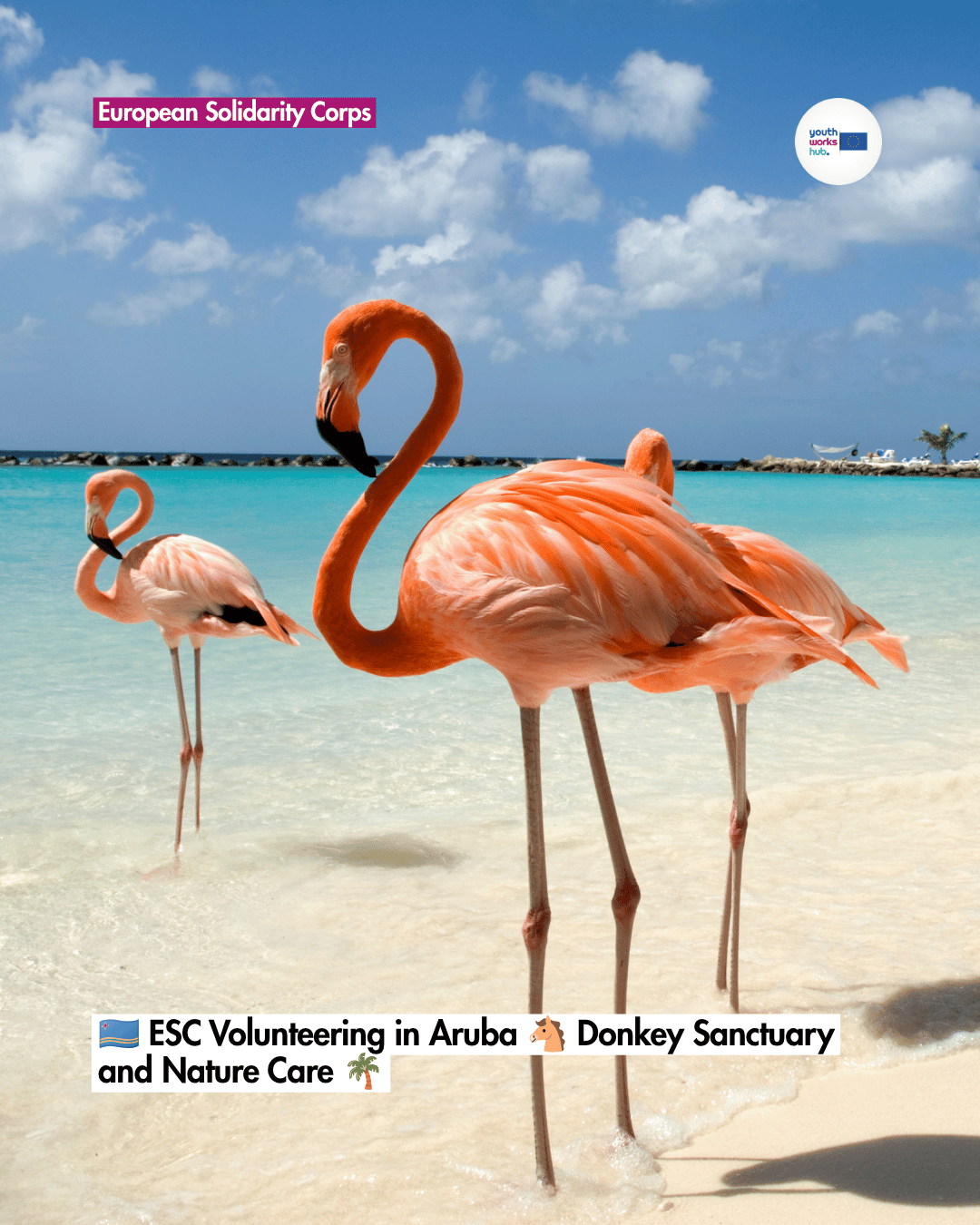 🇦🇼 ESC Volunteering in Aruba 🐴 Donkey Sanctuary and Nature Care 🌴