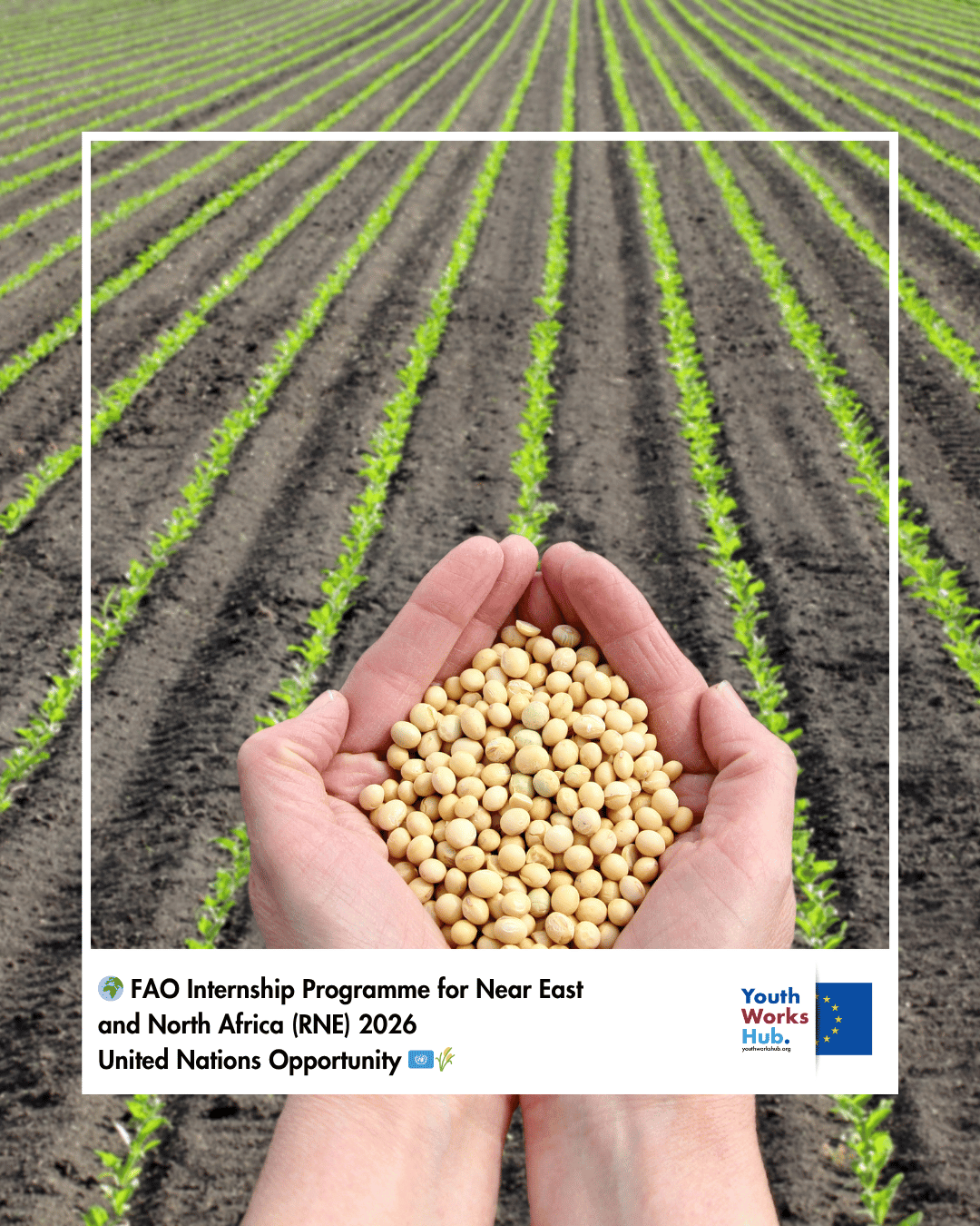 🌍 FAO Internship Programme for Near East and North Africa (RNE) 2026 – United Nations Opportunity 🇺🇳🌾