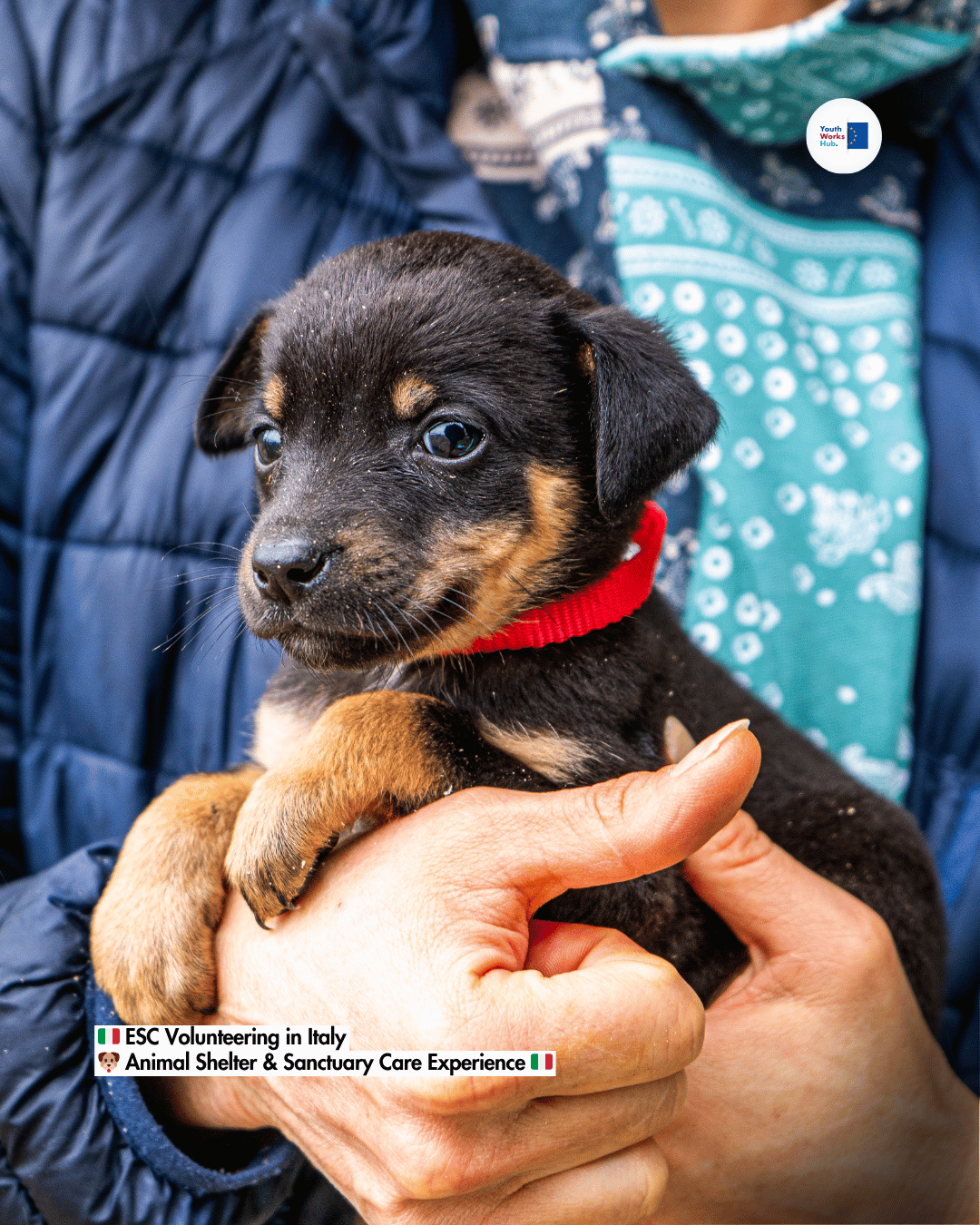 🇮🇹 ESC Volunteering in Italy 🐶 Animal Shelter & Sanctuary Care Experience 🇮🇹